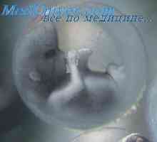 Embrionalni vezivnog sloja kože. nokti embrija