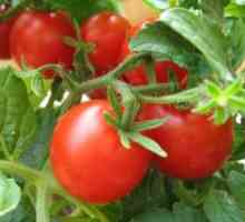 Sorti rajčice za uzgoj