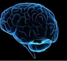 Ependimalnim vaskularni sustav ventrikula mozga