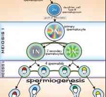 Spermatogeneze. fazama spermatogeneze
