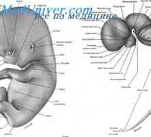 Fetalni spinalnih živaca. Razvoj embrija spinalnih živaca