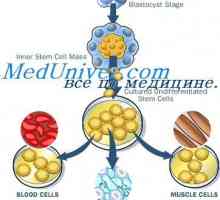 Starenje matičnih stanica. Mehanizmi samo-obnavljanje matičnih stanica