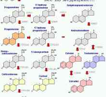 Steroidogenezu. Mehanizmi za sintezu steroida