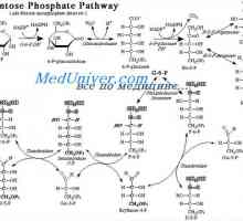 Oslobađanje energije iz glukoze putem pentoza fosfatnog ciklusa. Pretvaranje glukoze u masti