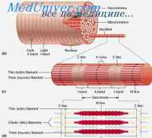 Struktura mišićnog tkiva. Mišićna vlakna Fiziologija