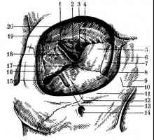 Struktura pomoćnog uređaja oka
