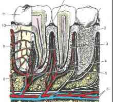 Struktura zuba