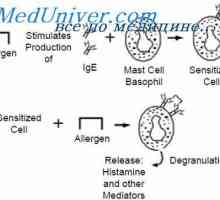 Struktura IgE. Funkcije imunoglobulina E