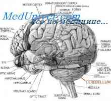 Struktura malog mozga. cerebralna funkcija