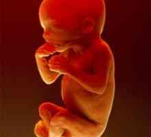 Testovi za vrijeme trudnoće baklja (baklja). Laboratorijska istraživanja tijekom trudnoće baklja…