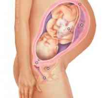 Najvažniji tjedan trudnoće: 24., 25. i 26.. Ženska zdravlje i razvoj djeteta.