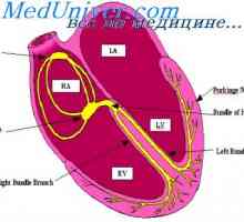 Komunikacija između uzbude i kontrakcije srca. Uloga kalcijevih iona u kontrakciju srca