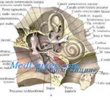 Slobodni i oklopljenog živčanih završetaka embrija. neuromuskularna veza