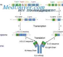 Svojstva protutijela mRNA. MRNK struktura imunoglobulina