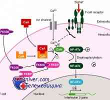 Takrolimusa, kortikosteroidi i antitijela za imunosupresija