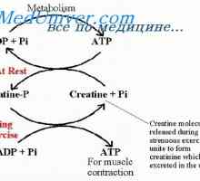 Snaga mišića. izdržljivost mišića