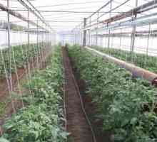 Tehnologija uzgoja rajčice u stakleniku