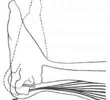 Ispitivanje skraćene mišićnih skupina triceps surae
