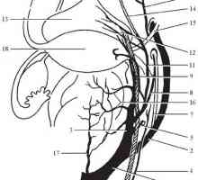 Topografska anatomija prsni organi. dotok krvi