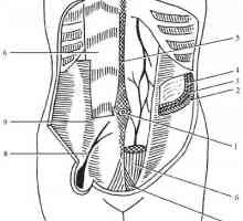 Topografska anatomija prednjeg trbušnog zida
