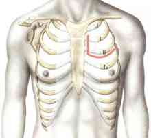 Prsišta pristupa na unutarnje organe kroz prsni koš