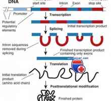 Transkripcija. Oblici i vrste RNA stanica