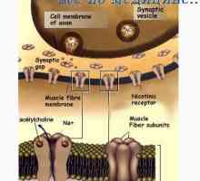 Kolinergički i adrenergični vlakna. Mehanizmi sekreciju medijatora živčanog sustava