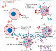 Mastociti alergijskih reakcija