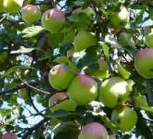 Briga slaboroslyh berbu jabuka