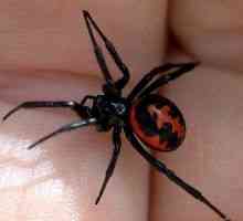 Spider ugriza: simptomi, učinci, simptomi, prva pomoć