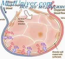 Pluća Stabilnost kisika. Teorija pojedinačna doza intoksikacija plućne kisik