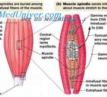 Gama pasažu sustav kontrakcije mišića. Stabilizacija položaju tijela