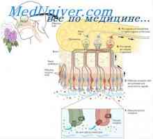 Stimulacija mirisni stanica. Adaptacija mirisni stanica