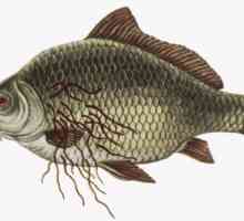 Koje ribe opisthorchiasis postoji li more, rijeka, suši, kako kuhati?