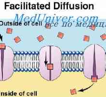 Za transport proteina stanične membrane. Difuzija kroz staničnu membranu