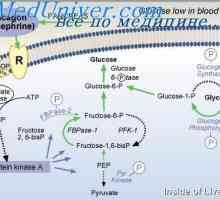 Važnost regulacije glukoze. dijabetes mellitus