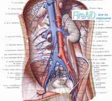 Perfuziju bubrega (bubrežni). Intenzitet protoka krvi u renalnih žila (bubrega). Miogenih,…
