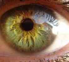Autonomni inervacija oka i adneksa