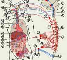 Autonomni živčani sustav Liječenje, simptoma, funkciju, anatomija