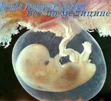 Beč embrij. Venski sustav embrija