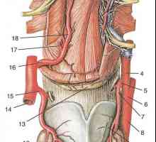 Grane vanjske karotidne arterije