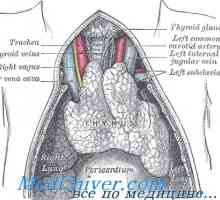 Thymus žlijezda: anatomija, funkcija i fiziologija