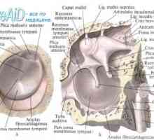 Strukture unutarnjeg uha. Anatomska labirint veze.