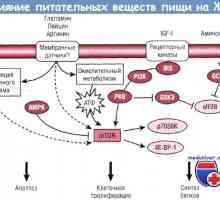 Utjecaj nukleotida na rast i razvoj probavnog trakta (GIT)