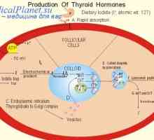 Utjecaj hormona štitnjače na glavnom razmjene. Kardiovaskularni sustav i hormoni štitnjače