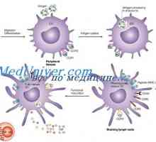 Utjecaj imunomodulator na dendritičke stanice. Morfologija dendritičkih stanica