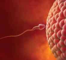Unutarnji osjećaji ženska: ovulacija, menstruacija, gnojidba