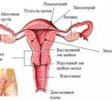 Interni genitalije te žene, struktura, anatomije