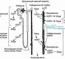 Anatomija renalnim glomerulima. struktura