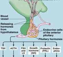 Unutarstanični hormonski receptori. Mehanizmi sekundarnih medijatora